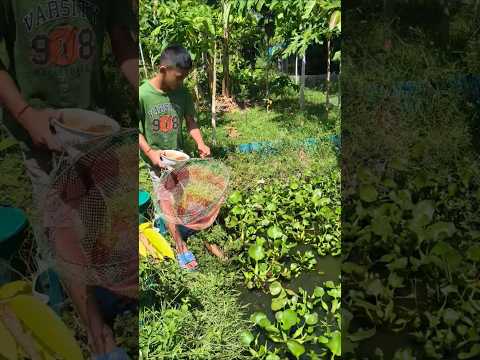 ตักเดียวพอ.. #เลี้ยงปลาดุกในคลองไส้ไก่ #ปลาดุก #canal #nature #automobile #คลองไส้ไก่ #เกษตรผสมผสาน