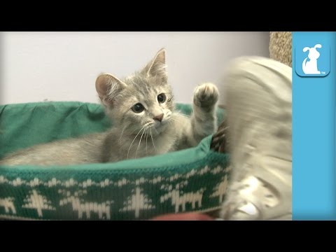 Baby Kitten Fights A Shoe, LOSES - Kitten Love - UCPIvT-zcQl2H0vabdXJGcpg