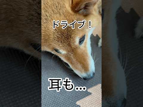 ’25.7.9 力丸の好きなことば… #柴犬 #shibainu #柴犬のいる暮らし #柴犬の日常 #寝てる犬 #勘違い #力丸 サムネイル