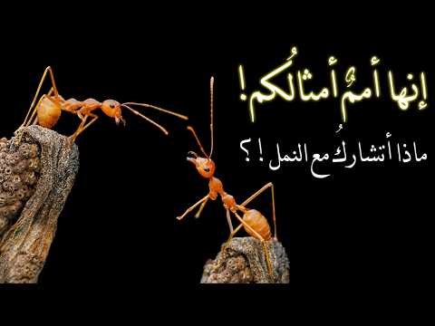 هل كان قارئُ القرآنِ قبل 14 قرنًا يدرك معنى هذه الآيةِ المسطورةِ كما نراها منظورةً بعلم اليوم؟...