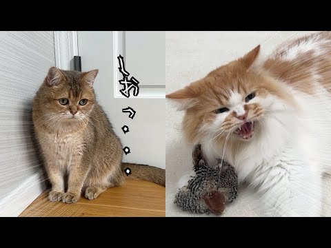 暴君、温厚で優しかった兄に怒られ猫社会の厳しさを知るw