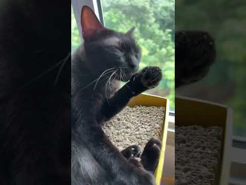 Cats day 13 Oct 2025 #cats #catlover #tombamlucky #fypsg #sgcats