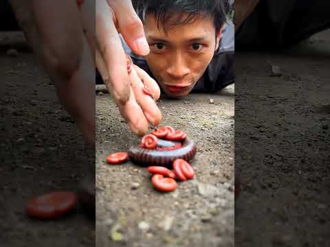 Wait a minute, Look the mother millipede wakes up, followed by her cute babies #millipedes