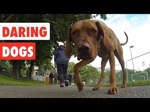 Daring Dogs | Funny Dog Video Compilation 2017 - UCPIvT-zcQl2H0vabdXJGcpg