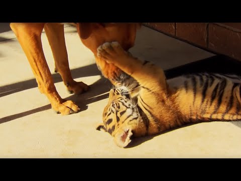 Tiger Cubs Playing With Dogs | Tigers About The House | BBC - UCwmZiChSryoWQCZMIQezgTg