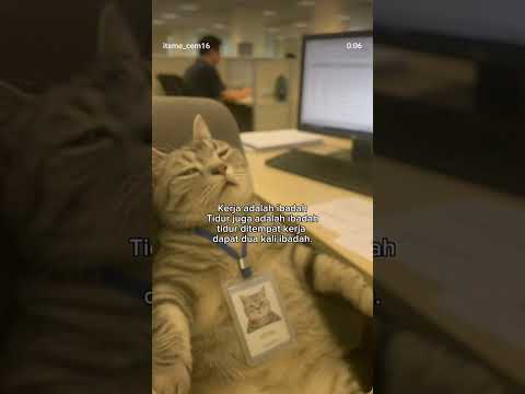 kucing kantoran, #cat #work #office #kucing #cats #cute #viralvideos #funnyshorts #video #sleep