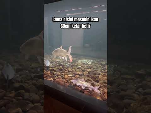 Ikan 60cm ga ada harga dirinya 🫣 