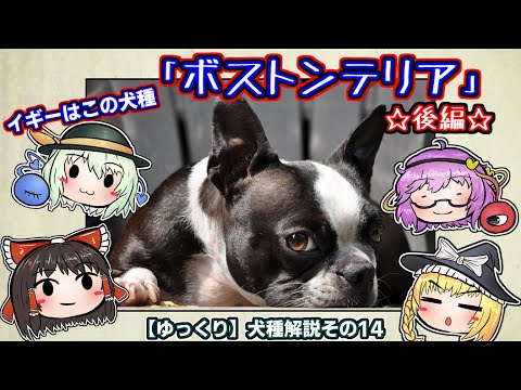 ひでまる犬種解説的最新影片 日本youtube排名
