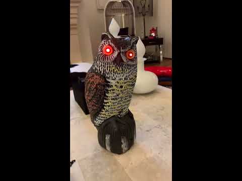 My Havanese Dog v. Owl Scarecrow