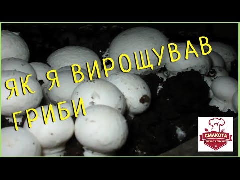 Пробуємо виростити гриби в домашніх умовах. Коротенька історія про те, як я вирощував гриби.