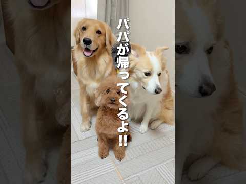 パパが帰ってくることを伝えた時の犬の反応がこちら...【ボーダーコリー・ゴールデンレトリバー】#shorts