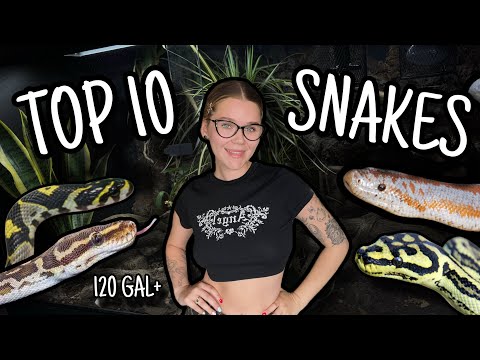 TOP 10 SNAKES For a 4ft Enclosure!.. (120 Gal)