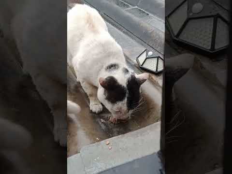 Cat กลัวเขาแย่งกิน หาคนช่วยกันให้ Feeding