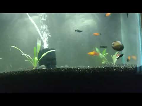 fish tanks update well hello there and welcome here to my channel if you share my passion for pets and plants and natu