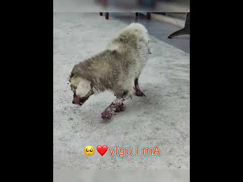 #fyp #bemyfriend #lonely #dog #dogs #cutepuppy #love #tiktok #doglover #lovedogs 0