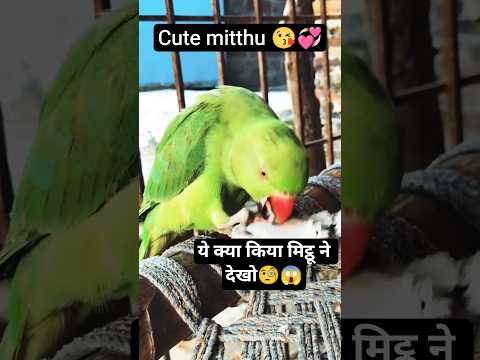 omg मिट्ठू ने क्या किया देखो😱🧐🦜#mitthu #parrot #cutebirds #funnypets #viralvideo #youtubeshorts #omg