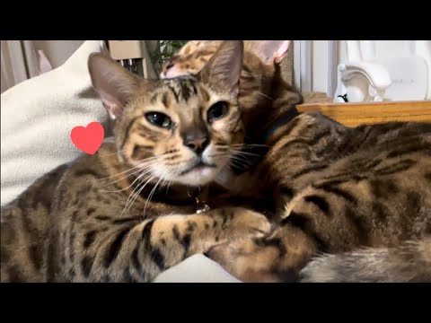 大きくなってもパパ猫大好きファザコン娘猫ちゃん