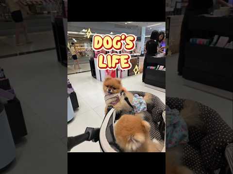 ไม่ซื้อ! ดูอย่างเดียว😂 #dogshorts #doggielife #pets #pomeranian #น้องหมาปอม