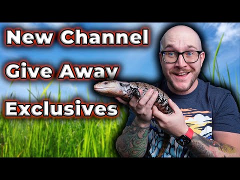 HUGE NEWS! New Channel, Big Giveaway, Exclusive Co We’ve got so much new stuff going on! Come hangout and talk all things reptiles!

Become a Patron 