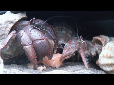 Relaxing Hermit Crab sharing foods