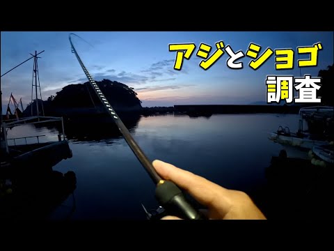 アジングとショゴ調査