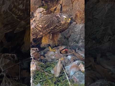 Wild & Untamed!Savage Meal in The Wild 🦅