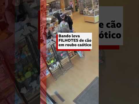 Bando rouba cachorrinhos após homem aparentar uma convulsão em pet shop #bbcnewsbrasil