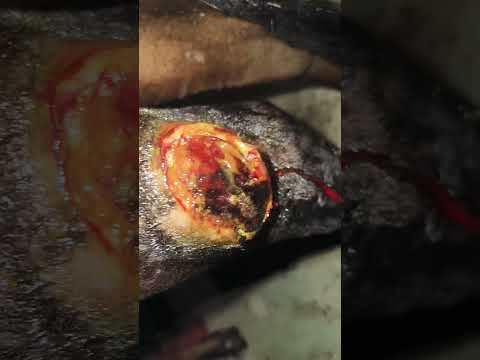 नंदी महाराज के पैर में बहुत बड़ा घाव हो गया था नाइट में इलाज करवाया जय हो गो माता की👏🚩 #animals