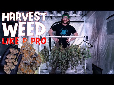 HOW TO HARVEST & DRY WEED LIKE A PRO (EXPLAINED) THE FULL PROCESS | WILDBERRY CAKE RUN