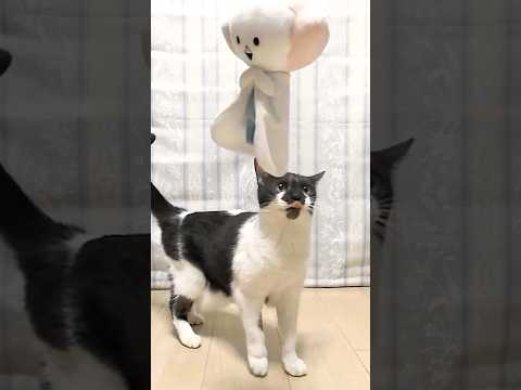 ぬいぐるみを襲う猫 #ばっキュモ #ぬいぐるみ #猫 #cat #shorts