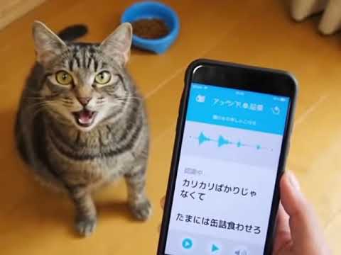 猫語翻訳アプリ