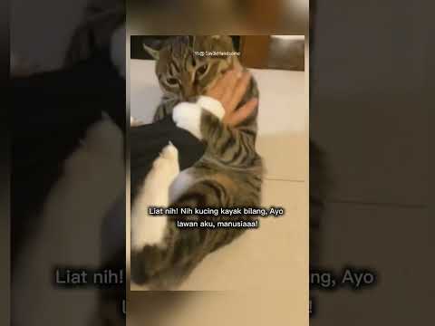kucing ini lucu banget bercanda nya #shorts #short