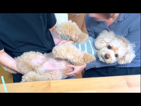 帰省したお姉ちゃんに久々に抱っこしてもらえた大きいトイプードル【デカプー】【トイプードルのロアくん】【toy poodle】