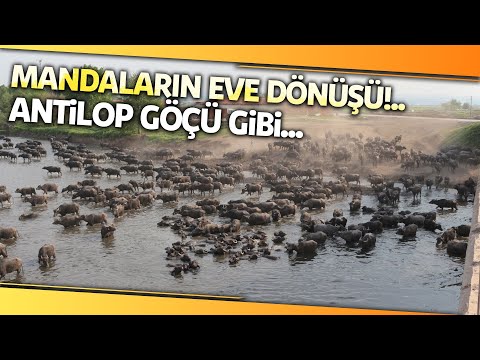 Burası Serengeti Parkı Değil Balıkesir Ovası