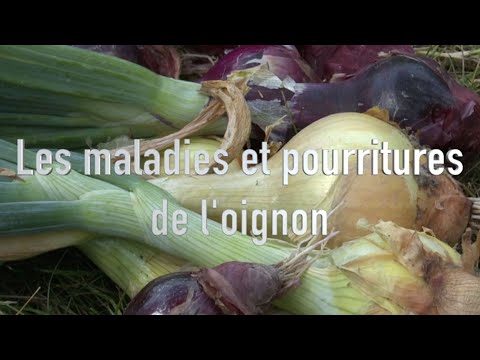 Roche guyon oignons maladies