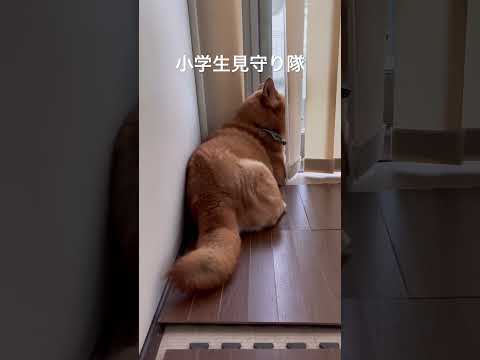 犬の動画サムネイル - 小学生見守り隊 #柴犬 #dog #shibadog #shiba #shorts  #見守り隊 #いってらっしゃい #朝の風景 #routines #癒し #わんこ  #犬動画 #doggie