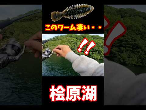 全然あたりがなかったのコレに変えたらバスの反応変わりすぎw【桧原湖バス釣り】ギミー2.4in
