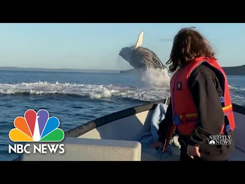 Father-Daughter Fishing Trip Turns Into Unexpected Whale-Watching Experience | NBC Nightly News