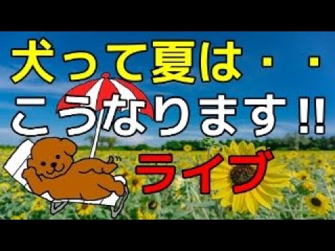「夏の犬あるある」大会! 「うちの子はこうやって涼を取ります」や「夏になるとこうなる!」を話そう!