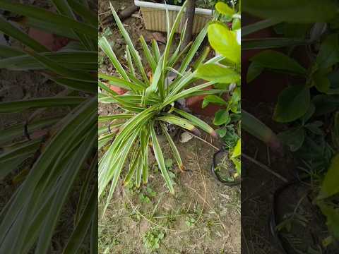 चिंता मत करिए #garden #flowergarden #houseplants #ytshorts #motivation