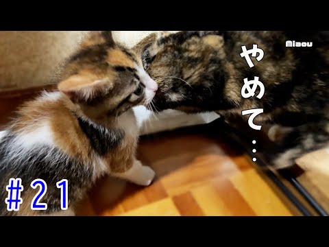 【22日目】子猫ラテ、初めて猫部屋を覗くも先輩猫ラナに圧倒される【瀬戸の3兄弟日記】