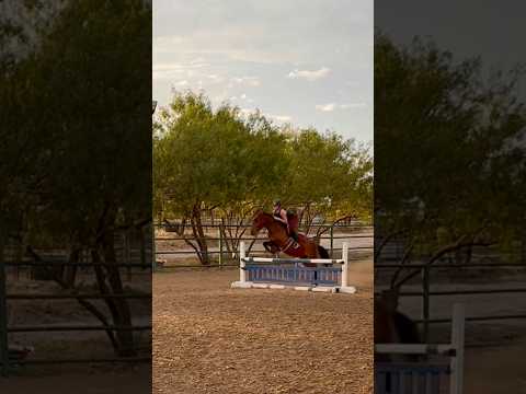 back to consist posting? #horse #equestrianriding #riding #pony