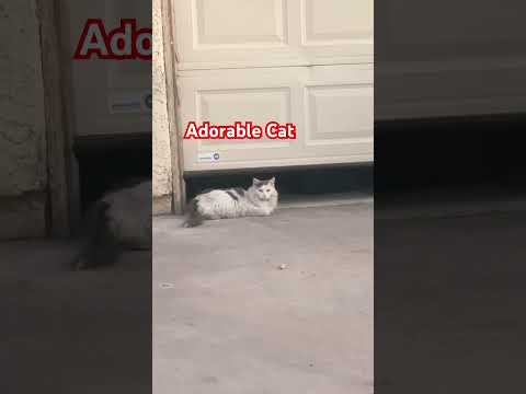 Adorable Cat #shorts