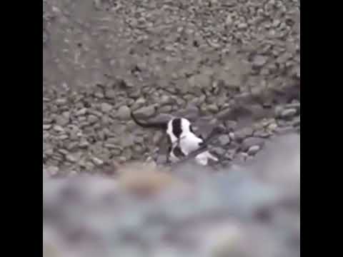 КОТ СПАС ЩЕНКА, КОТОРЫЙ УПАЛ С ОБРЫВА / Amazing Cat Rescue Puppy From Ditch In India