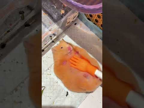 Do golden silk bears also have itchy meat#Capture the hamster s budding moment#Creator