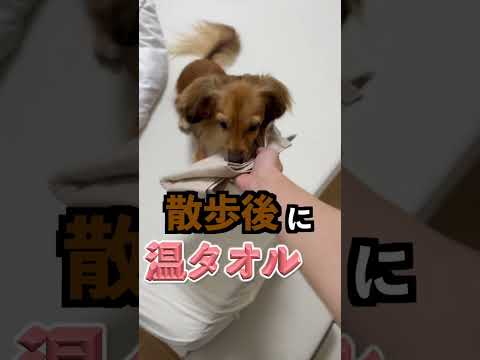 【最強】犬が2倍生きる習慣4選