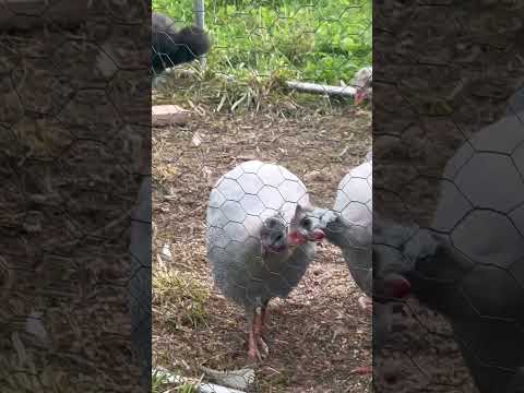 Guineas checking me out #birds #diy #food #2025 #september