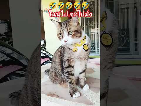 #ทิกเกอร์กำลังหาวิธีออกนอกบ้าน🤣🤣😻