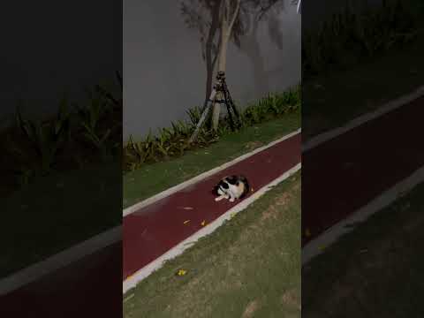 Kucing Gendut Ini Lucu Atau Tidak?#cat #nizamkucinglucu #cute #貓咪日常 #funny #imut #pets #貓 #animals