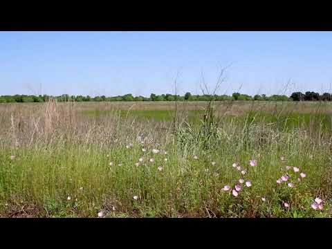 Katy Prairie Conservancy's Indiangrass Preserve in Spring 2021